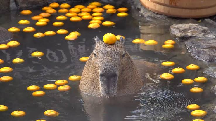 Capybara with mandarins